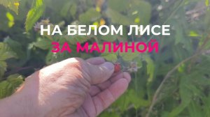 Поехал на Вездеходе Проверить Малину в Поле