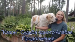 "КОЗОН". Судьба одного Алабая. Продолжение.