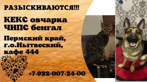 Пропали кот и собака! КЕКС. Овчарка,  ЧИПС. Бенгал. Пермский край,  г.о. Нытвенский