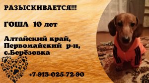 Пропала собака! ГОША, 10 лет. Алтайский край, Первомайский район, с.Берёзовка.