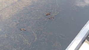 пернатые на Сайме
