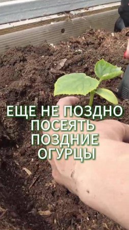 ПОСЕВ ОГУРЦОВ ДЛЯ ЗАСОЛКИ: ВТОРОЙ ОБОРОТ ВЫРАЩИВАНИЯ! 🥒#огород #огурцы#дача
