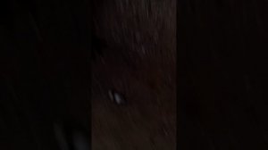 точно, когда я пропал богомол