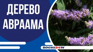 Редкое дерево Авраама расцвело в Сочи