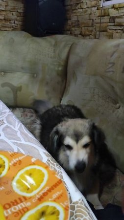 Открой шампанское, хозяин!