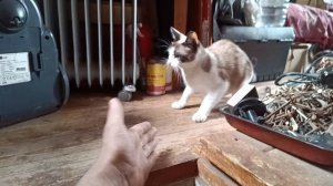 Кошечка играет в ладушки