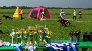 ЮНИОРЫ СУКИ / КЧК САНКТ-ПЕТЕРБУРГ 12 июля`25 G.Stibel Моно немецких овчарок