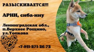 Пропала собака! АРНИ, сиба-ину. Ленинградская обл., п.Верхнее Рощино.