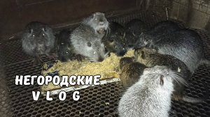 Ура, ДОЖДЬ!!! Как уживаются самочки НУТРИЙ? 19.07.25