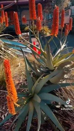 Как цветет Алое на улицах Австралии. Музыка 🎵 @volanicky  #алоэ #растения #aloe #plants #australia