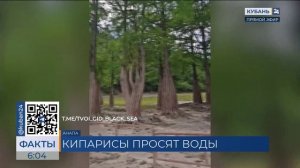 Озеро с кипарисами под Анапой снова обмелело из-за засухи