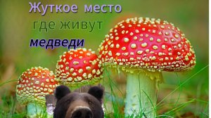 По грибы где медведи