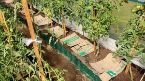 Почистила за забором/Ночное ЧП в теплице/Красотки лилии