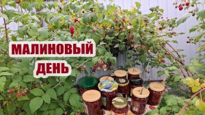 Малиновый день 🍓 Сбор соседской малины. Привезли внучку