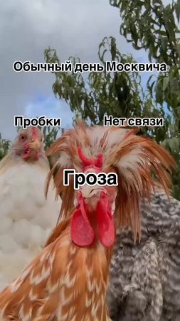 А ну! Кам он!