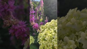 Красиво в саду летним июльским днём. Везде порхают бабочки