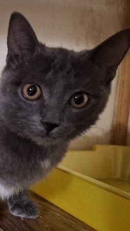 Помощь котёнку Барсику,благотворительность,не проходите мимо ...Не оставим в беде