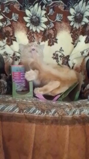 VID_20250725_122957.mp4