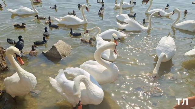 ЛЕБЕДИНОЕ ОЗЕРО. ЕВПАТОРИЯ июль 2024г смотреть онлайн