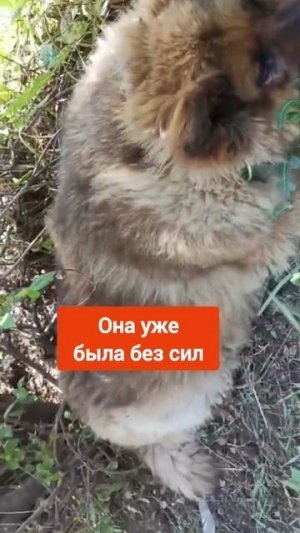 Собачке очень нужна помощь