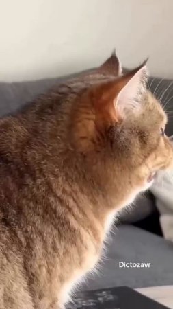 Мой кот каждое утро