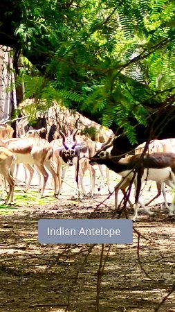 A true symbol of agility and wild beauty. #Blackbuck #IndianWildlife #AntelopeGrace