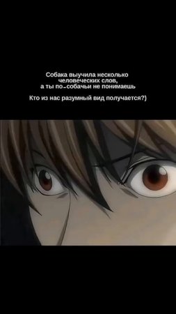 #кинолог #собака #суперсобака #животные #кинология