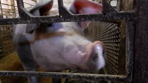 Крестьянское подворье (свиньи)