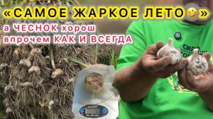 Убираем чеснок на хранение ВОВРЕМЯ и ПРАВИЛЬНО! Отличный урожай несмотря на сырое и холодное лето.