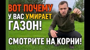 Вот ПОЧЕМУ у вас умирает газон! Смотрите на корни!