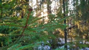 Нежная молодая ель крупным планом. Красота России. Релакс. Звуки леса.