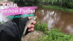 КЛЁВ БЕЛОЙ РЫБЫ ИЮЛЬ 2025 РЫБАЛКА ЗА ГОРОДОМ ОБЛАСТЬ ЛЕСНАЯ МАЛАЯ РЕЧКА РЫБА РАЗНАЯ И РАЗМЕРЫ ТОЖЕ