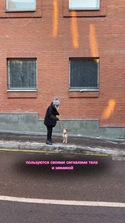 Обзор на Сибу #кинолог #собака #суперсобака #животные #кинология