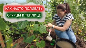 ОГУРЦЫ МЕШКАМИ: СЕКРЕТЫ ТЕПЛОГО ПОЛИВА. О ВЫРАЩИВАНИИ ОГУРЦОВ В ТЕПЛИЦЕ САМОЕ ПОДРОБНОЕ ВИДЕО.
