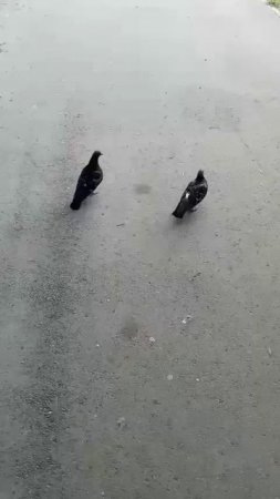 Как у людей! Не приставай, муж увидит...