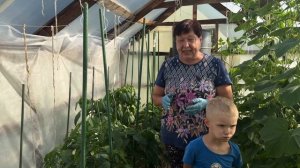 КОГДА УБИРАТЬ НИЖНИЕ ЛИСТЬЯ У ТОМАТОВ, ОГУРЦОВ И ПЕРЦЕВ. ЦВЕТУТ ЛИЛИИ.