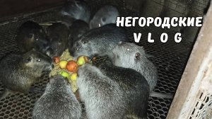 Рассаживаем молодняк НУТРИЙ.  Вечер в селе. 18.07.25
