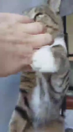 Кот боксер Тайсон / найденыш