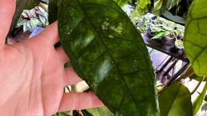 Хойя finlaysonii curve leaf