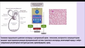 О том, что влияя на здоровье человека , определяет качество его жизни