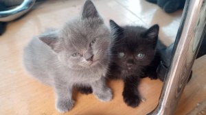 Рождение котят!