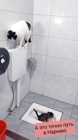 Нарния и котики. #кот #юмор