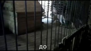 Результаты обучения на курсе "Искусство общения с собакой"