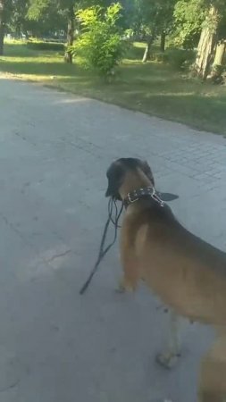Холли сама себя водит на поводке🤣😂