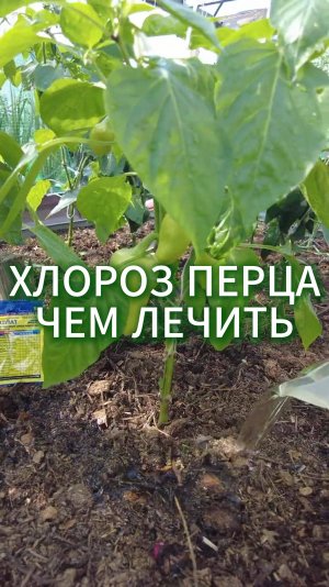 ХЛОРОЗ ПЕРЦА - ЧТО ДЕЛАТЬ #огород #перец #дача
