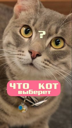 Что выберет Котя?
