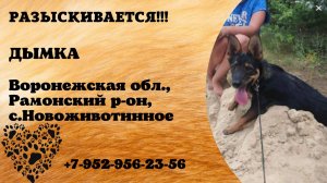 Пропала собака! ДЫМКА. Воронежская обл,  Рамонский р-он, с. Новоживотинное
