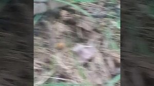 Как правильно кормить шмеля