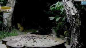 Кот пришел на свое рабочее место-охраняет кормушку от мышей