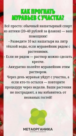 Как прогнать муравьёв с участка